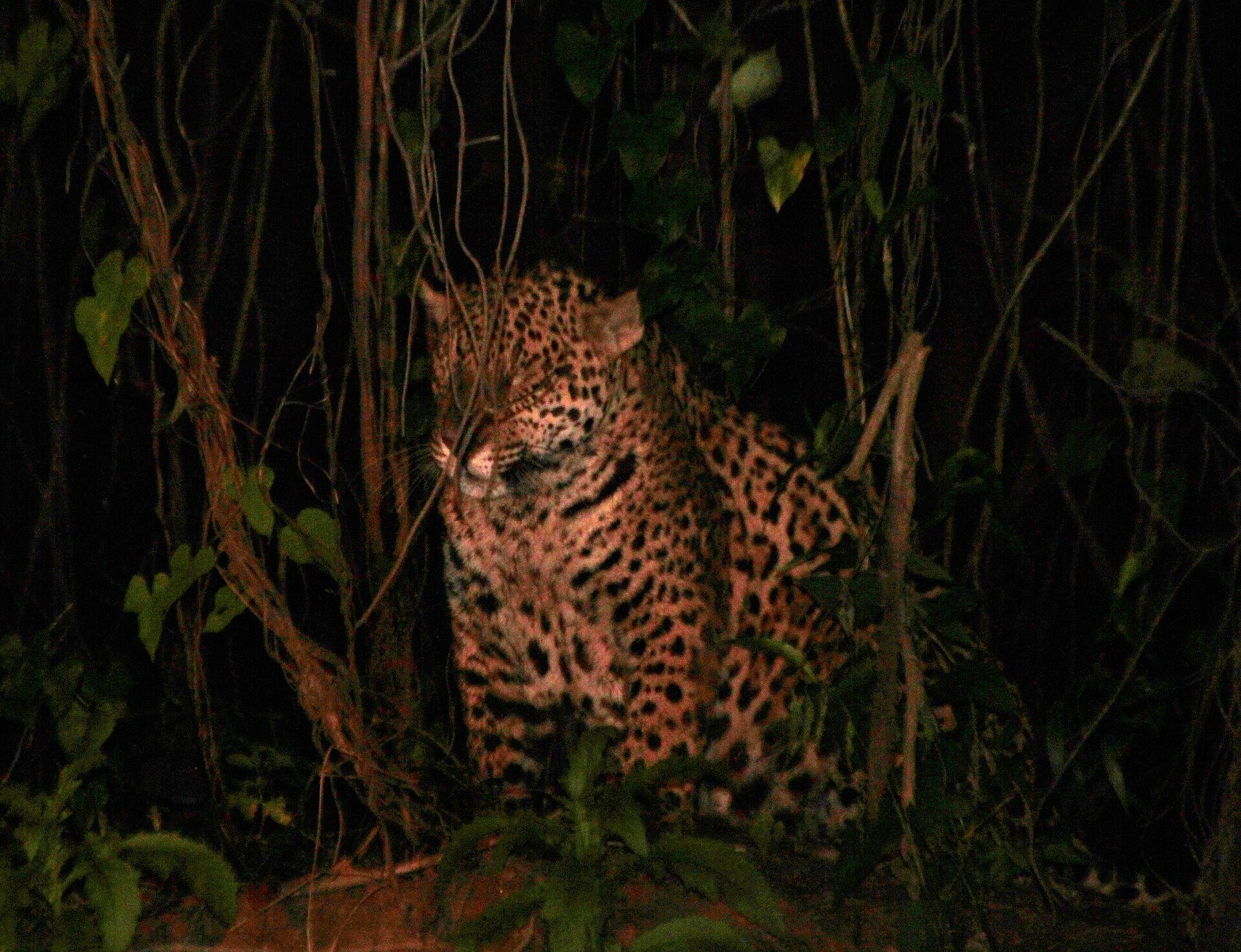 Jaguar presentation media fallback